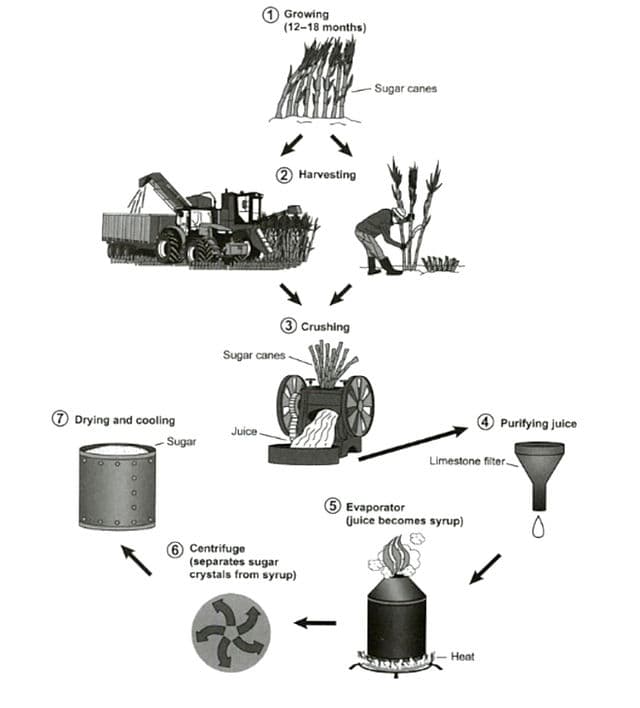 The diagram below shows the manufacturing process for making sugar from sugar cane.

Summarise the information by selecting and reporting the main features, and make comparisons where relevant.