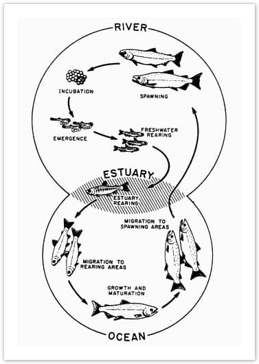 The diagram below shows the life cycle of a salmon, from egg to

adult fish.