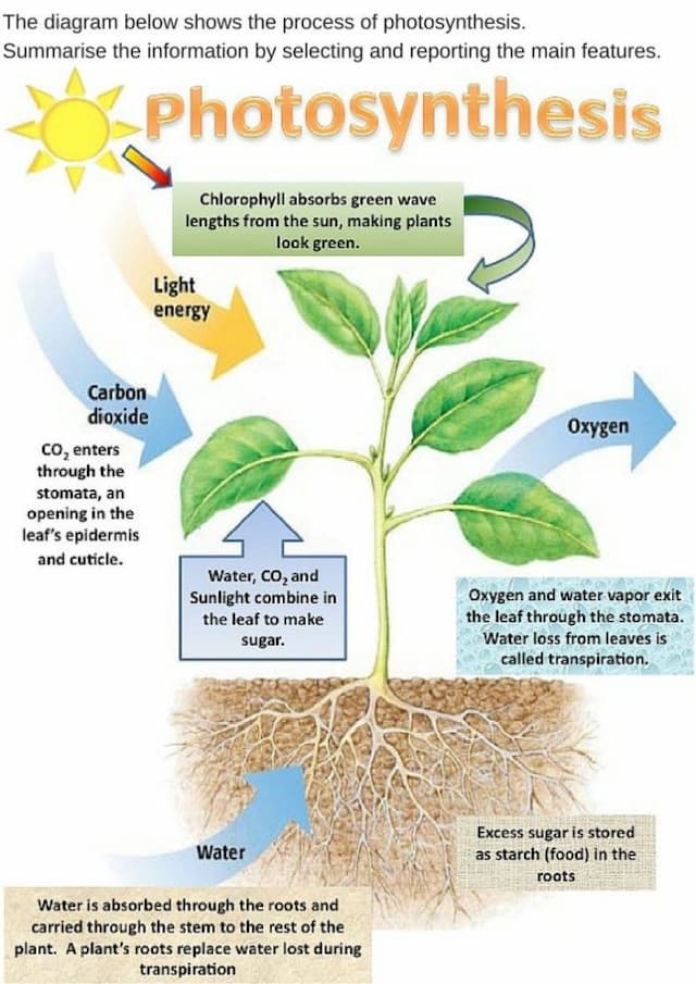 the diagram shows the process of photosynthesis. summarise the information by selecting and reporting the main futures.