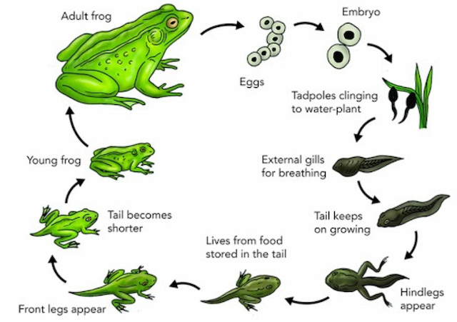 The diagram illustrates the Life Cycle process of frogs in a pond. Summarize the information by selecting and reporting the main features and make comparisons where relevant.